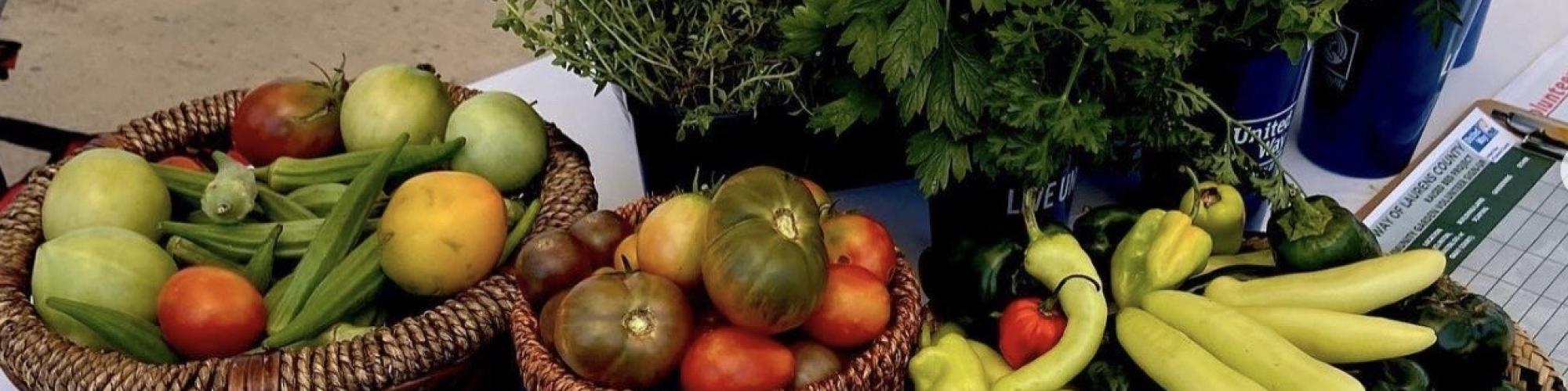 United Way of Laurens County Community Gardens